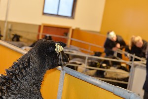 Ultraljud i fårhuset på Öknaskolan