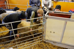 Ultraljud i fårhuset på Öknaskolan